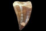 Bargain Mosasaur (Prognathodon) Tooth #74991-1